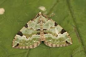 Attēlu rezultāti vaicājumam “Colostygia pectinataria male”