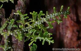 Attēlu rezultāti vaicājumam “Lepidozia reptans”