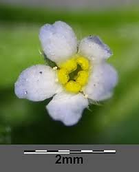 Attēlu rezultāti vaicājumam “Myosotis sparsiflora flower”