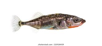 Attēlu rezultāti vaicājumam “Gasterosteus aculeatus”