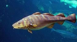 Image result for Gadus macrocephalus