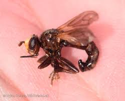 Attēlu rezultāti vaicājumam “Sicus ferrugineus”