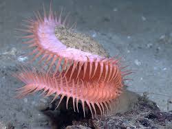 Image result for Anemonenarten