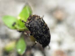 Attēlu rezultāti vaicājumam “Anthribus nebulosus”