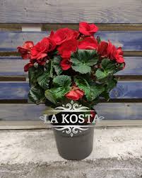 Image result for Бегония Элатиор 12х22 4601887072423