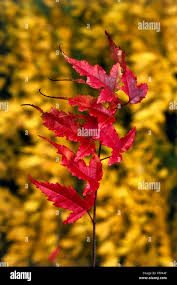 Attēlu rezultāti vaicājumam “Acer tataricum subsp. ginnala”