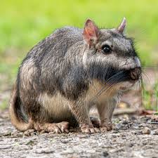 Image result for viscacha