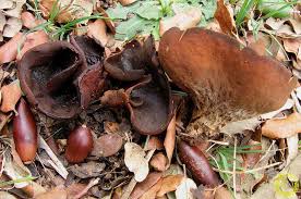 Attēlu rezultāti vaicājumam “Otidea bufonia”