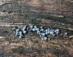 Attēlu rezultāti vaicājumam “Badhamia dubia”