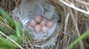 Attēlu rezultāti vaicājumam “Phylloscopus trochilus nest”