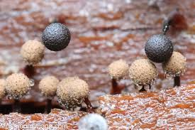 Attēlu rezultāti vaicājumam “Cribraria pertenuis”