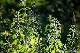 Attēlu rezultāti vaicājumam “Leonurus quinquelobatus”