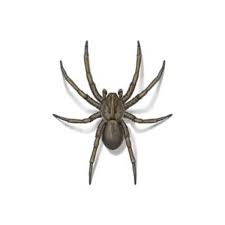 Image result for spider