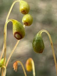 Attēlu rezultāti vaicājumam “Funaria hygrometrica sporophyte”