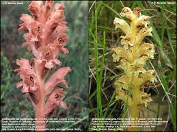 Attēlu rezultāti vaicājumam “Galium schultesii flower”