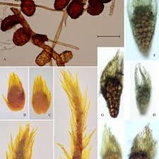 Attēlu rezultāti vaicājumam “Pohlia bulbifera”