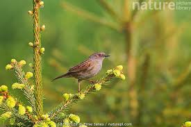 Attēlu rezultāti vaicājumam “Prunella modularis”