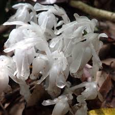 Image result for ギンリョウソウ