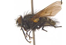 Attēlu rezultāti vaicājumam “Muscidae”