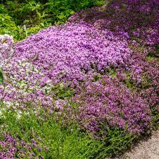 Attēlu rezultāti vaicājumam “Thymus serpyllum flower”