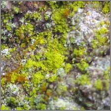 Attēlu rezultāti vaicājumam “Chrysothrix candelaris”