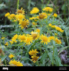 Attēlu rezultāti vaicājumam “Inula britannica flower”