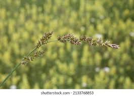 Attēlu rezultāti vaicājumam “Carex appropinquata”