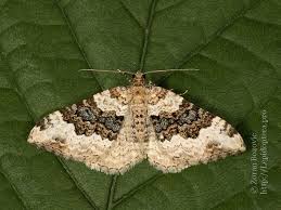 Attēlu rezultāti vaicājumam “Epirrhoe”