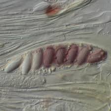 Attēlu rezultāti vaicājumam “Ascobolus furfuraceus”