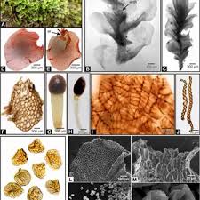 Attēlu rezultāti vaicājumam “Jungermannia sphaerocarpa”