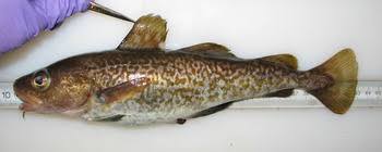 Image result for Gadus macrocephalus