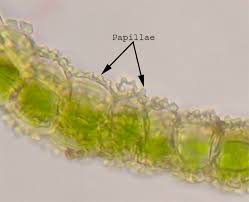Attēlu rezultāti vaicājumam “Tortula muralis sporophyte”