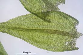 Attēlu rezultāti vaicājumam “Sciuro-hypnum”