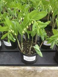 Attēlu rezultāti vaicājumam “Polygonatum multiflorum”