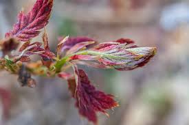 Attēlu rezultāti vaicājumam “Quercus rubra flower”