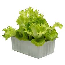 Image result for Pflücksalat