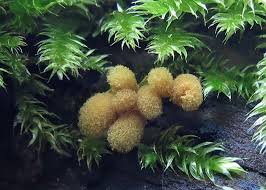 Attēlu rezultāti vaicājumam “Hemitrichia sordivesiculosa spores”