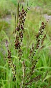 Attēlu rezultāti vaicājumam “Echinochloa crus-galli leaf”
