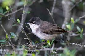 Image result for Sylvia hortensis