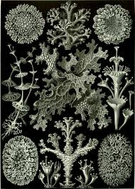 Image result for ernst haeckel