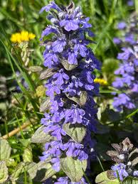 Attēlu rezultāti vaicājumam “Ajuga reptans”