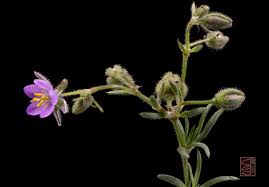 Attēlu rezultāti vaicājumam “Spergularia marina leaf”