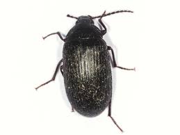 Attēlu rezultāti vaicājumam “Prionychus ater”