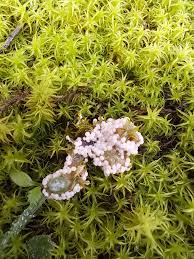 Attēlu rezultāti vaicājumam “Physarum leucophaeum sessile”