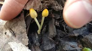 Attēlu rezultāti vaicājumam “Bolbitius vitellinus”