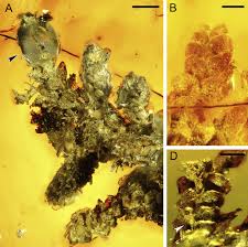 Attēlu rezultāti vaicājumam “Jungermanniopsida”