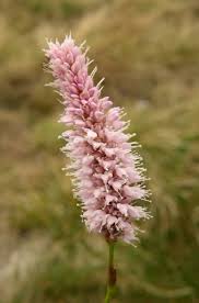 Attēlu rezultāti vaicājumam “Bistorta major”