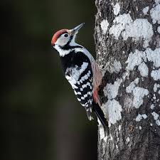 Attēlu rezultāti vaicājumam “Dendrocopos leucotos”