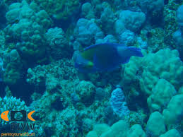 Image result for Chlorurus sordidus