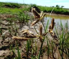 Attēlu rezultāti vaicājumam “Bolboschoenus maritimus flower”